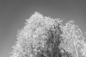 fotografia su tema grande bellissimo autunno betulla albero su sfondo luminosa cielo foto