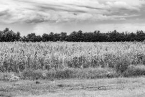 fotografia su tema grande Mais azienda agricola campo per biologico raccogliere foto