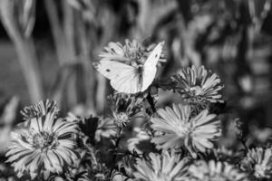 bellissimo fiore farfalla monarca su sfondo prato foto