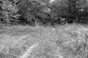 fotografia su tema bellissimo sentiero nel selvaggio fogliame bosco foto