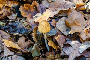 fotografia per tema grande bellissimo velenoso fungo nel foresta su le foglie sfondo foto