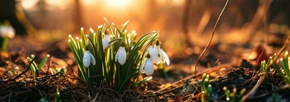 ai generato bellissimo bucaneve fiori nel verde erba con sole foto