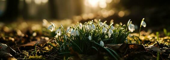 ai generato bellissimo bucaneve fiori nel verde erba con sole foto