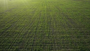 superiore Visualizza di verde nazione campo con riga linee, agricoltura concetto. sparo. aereo Visualizza di bellissimo verde terreni agricoli e un' strada con alberi e montagne su luminosa cielo sfondo. foto