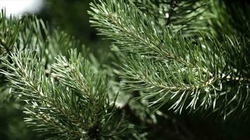 verde spinoso rami di un' pelliccia-albero o pino. simpatico abete rami. vicino su. luminosa sempreverde fresco pino albero verde aghi rami. nuovo abete aghi, conifera foto