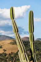 cactus e vegetazione in primo piano con la bellissima vista dei monti petropolis foto