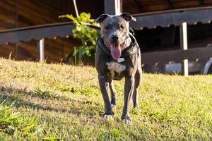 cane pitbull che gioca in un campo aperto al tramonto foto