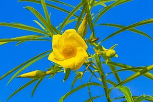 fiore giallo dell'oleandro sull'albero con cielo blu nel messico.