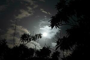 il Luna è visto attraverso il alberi nel Questo foto