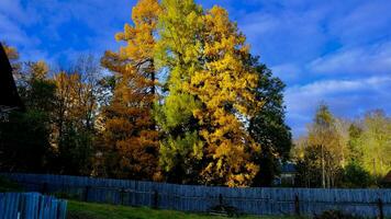 vicino il vecchio di legno recinto cresce un' enorme larice, suo aghi siamo giallo nel autunno foto