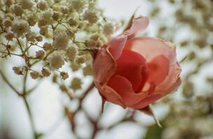 un' singolo rosa rosa è nel il mezzo di un' mazzo di bianca fiori foto