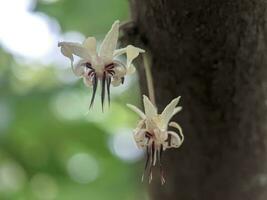 fiori di un' piantagione pianta con il scientifico nome Theobroma cacao su un' albero nel un indonesiano cacao piantagione nel il piovoso stagione, avvicinamento foto