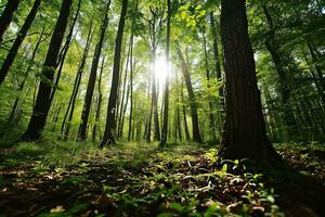 ai generato bellissimo verde soleggiato foresta sfondo. foto