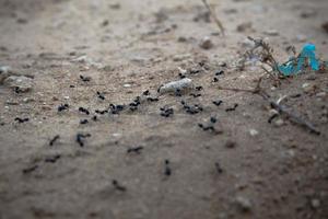 primo piano di un gruppo di formiche nere che camminano sulla terra foto