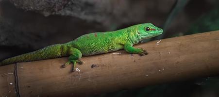 phelsuma grandis su bambù foto