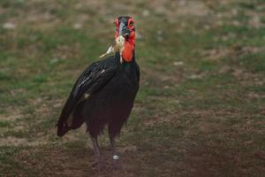 bucero macinato del sud foto