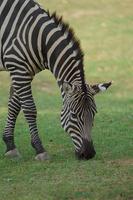 zebra delle pianure che mangia erba foto