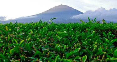 bellissimo Visualizza di tè piantagioni nel Kerinci, jambi foto