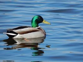 anatre che nuotano sull'acqua foto