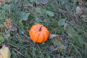 piccola zucca autunnale per halloween nella foresta foto