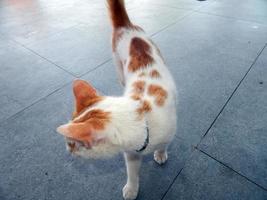 gatti nella località turistica di Marmaris in Turchia foto