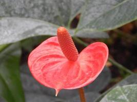 piante e fiori dell'orto botanico foto