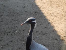 gli uccelli nel giardino e nel parco galleggiano sull'acqua foto