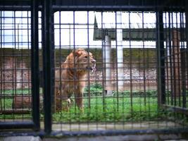 un' maschio Leone seduta fermamente nel il erba dentro il gabbia, un' foto a partire dal al di fuori il gabbia