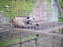 zibetto o mangusta o mangusta bianca produttrice di caffè animale seduta nel un' gabbia e fissando intensamente a il telecamera foto