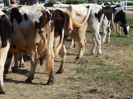 mucche al pascolo in un paddock su un pascolo in una mandria foto