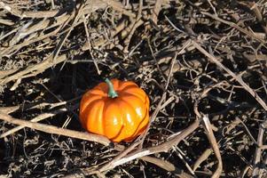 piccola zucca autunnale per halloween nella foresta foto