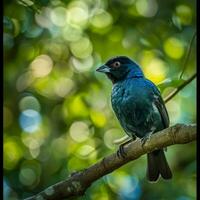 ai generato fotografia di un' bellissimo colorato uccello nel il amazon foresta pluviale nel brasile foto