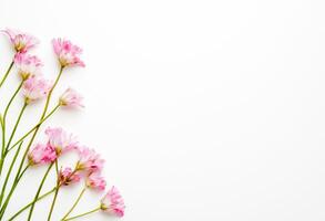 rosa fiori su bianca sfondo con copia spazio foto
