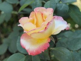 fiore di rosa gialla nel parco foto