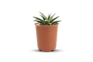 cactus su sfondo bianco isolare