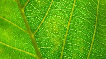 sfondo verde foglia. primo piano della trama delle foglie foto