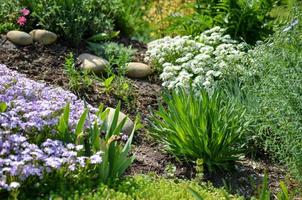 aiuola con pietre, fiori bianchi e viola e tante piante verdi