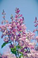 cespuglio di lillà viola che fiorisce nel giorno di maggio