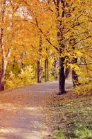 bellissimo vicolo romantico in un parco con alberi colorati gialli e luce solare foto