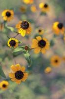 rudbeckia hirta l. toto, fiori di Susan dagli occhi neri della famiglia delle Asteraceae foto