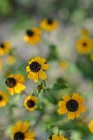 rudbeckia hirta l. toto, fiori di Susan dagli occhi neri della famiglia delle Asteraceae foto