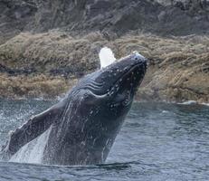 balena megattera che fa irruzione foto