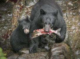 mamma orsa, cucciolo e cena al salmone, alaska foto