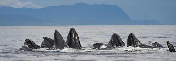 balene megattere che si nutrono di bolle, alaska foto