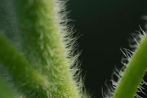 germoglio di girasole verde da vicino foto