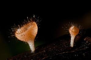 pioggia bellissimo fungo rosa champagne rivestito di legno foto