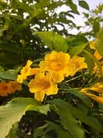 vicino su di tecoma stans o giallo campane fiore foto