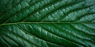 verde foglia sfondo. avvicinamento. selettivo messa a fuoco. foto