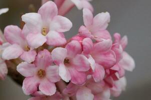 viburno, fiori di il giardini foto