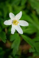 fior di vento, anemone nemorosa foto